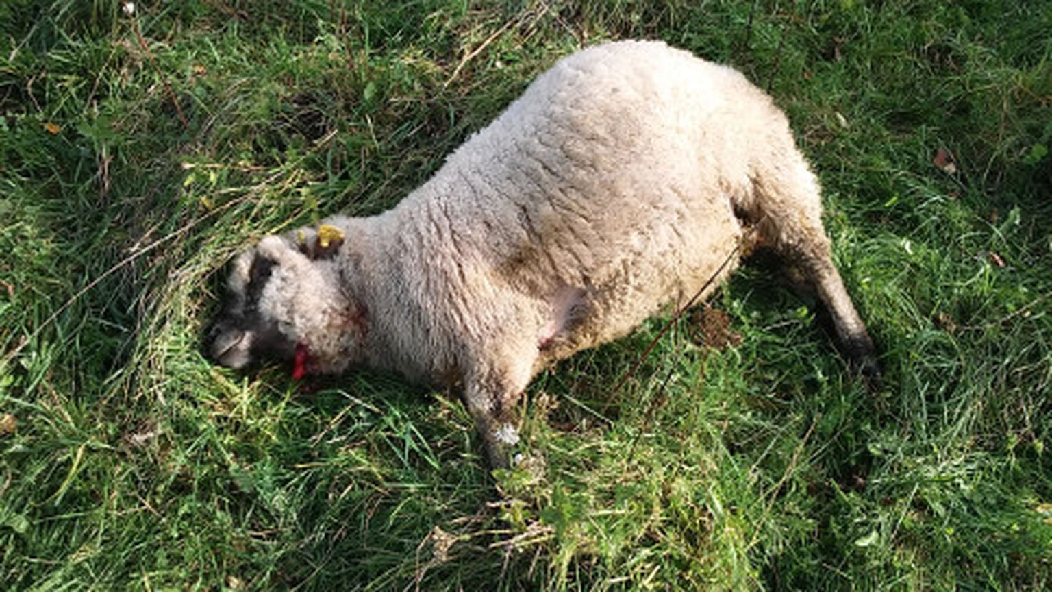 Kalinal murtud lammaste omanikud on veendunud, et tapatöö tegid hundid.