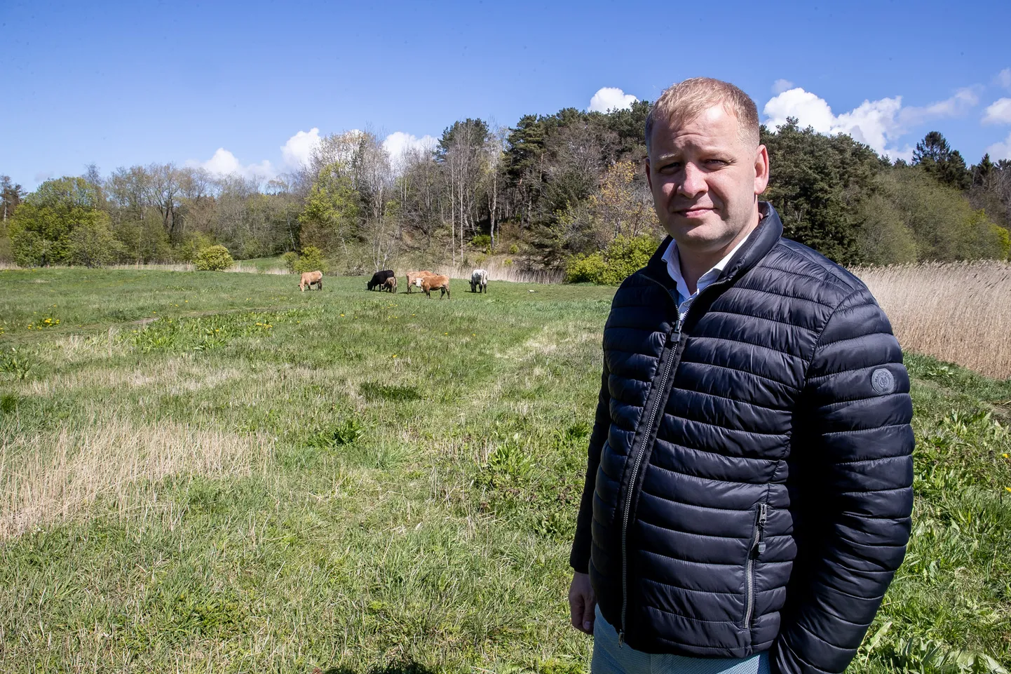 Tõnis Liinat.

Urban cows, urban cattle.
FOTO:SANDER ILVEST/POSTIMEES