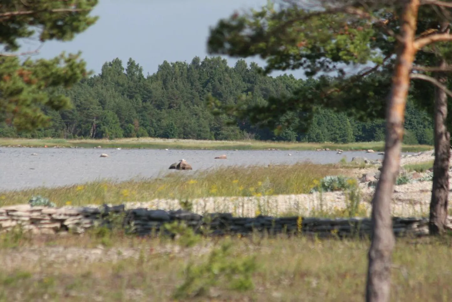 Saaremaa rand.
