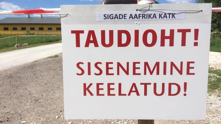 Pärnu veterinaarkeskuse juhataja Raivo Mogilnõi sõnutsi diagnoositi Aafrika seakatk Lõpe Agro Kihlepa farmis.