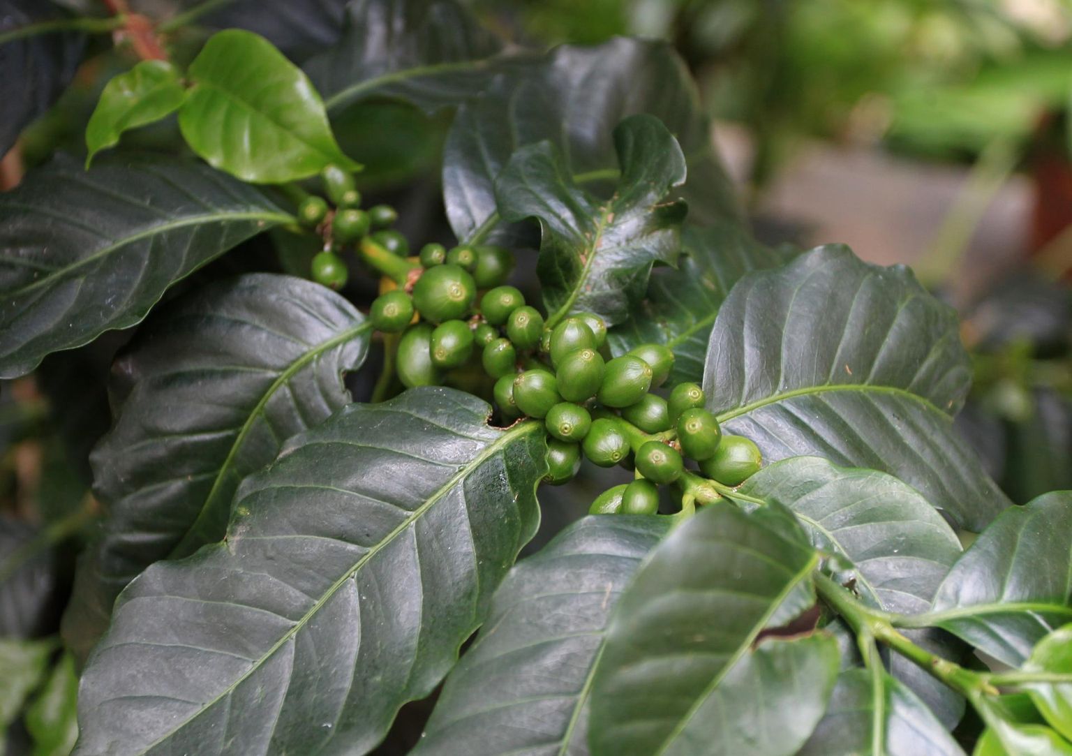 Toas kasvades kohvipuu küll vilju ei kanna või teeb seda väga harva, kuid on siiski huvitav ja igihalja lehestikuga dekoratiivne taim.