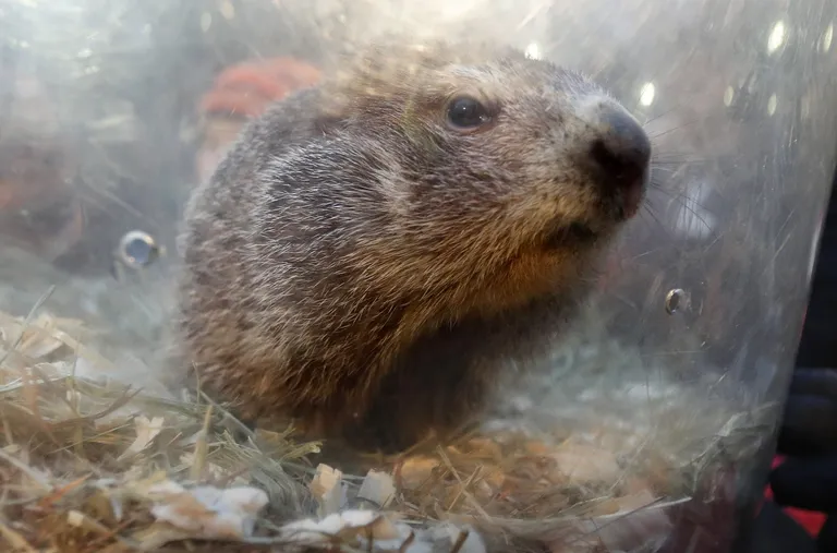 Kuulus metsümiseja Punxsutawney Phil ennustas põhjapoolkerale varajast kevadet