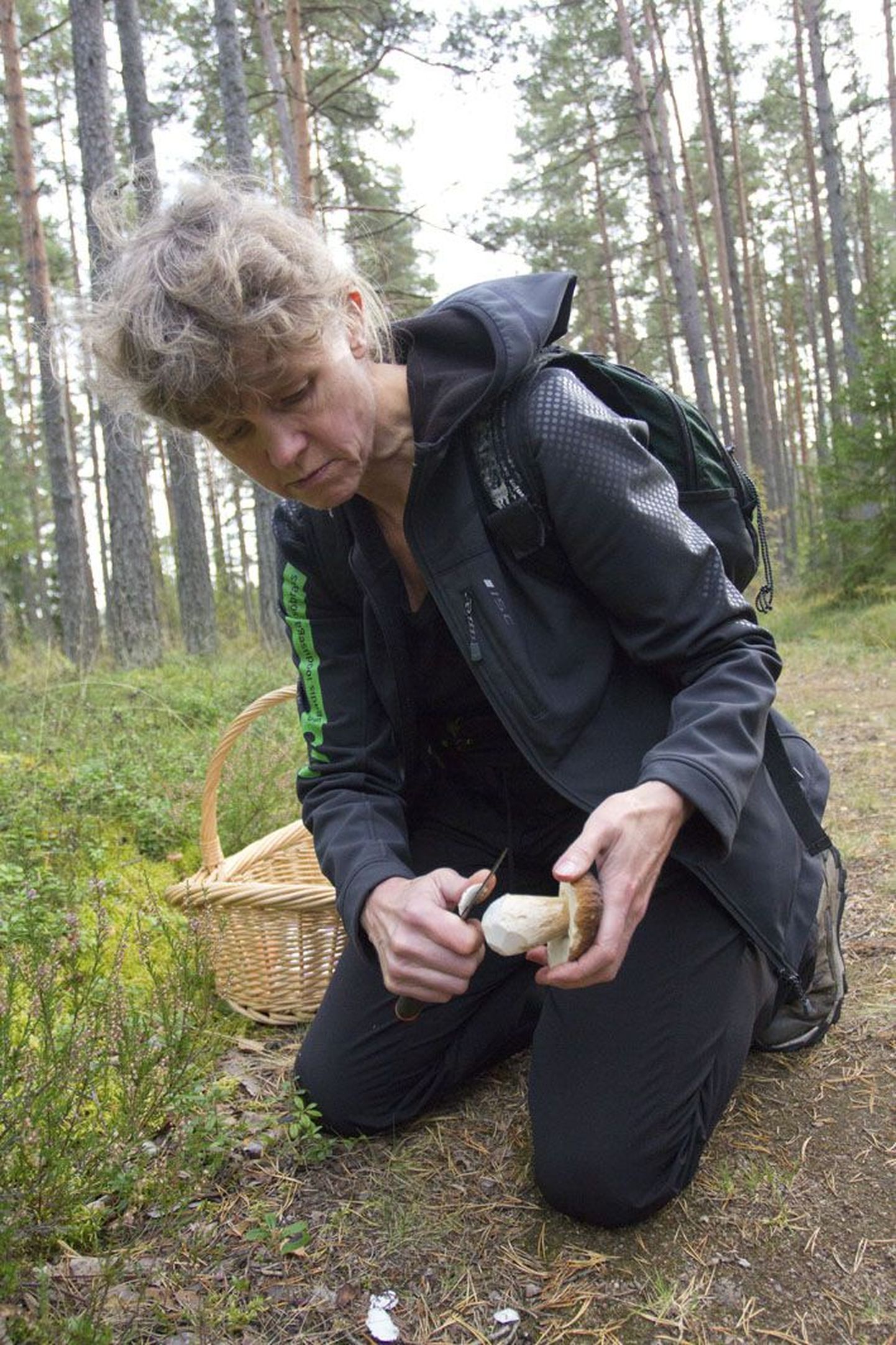 Tiina Reintal liivaseid seeni korvi ei pane, ta teeb koju viidavad annid juba metsa all võimalikult puhtaks.