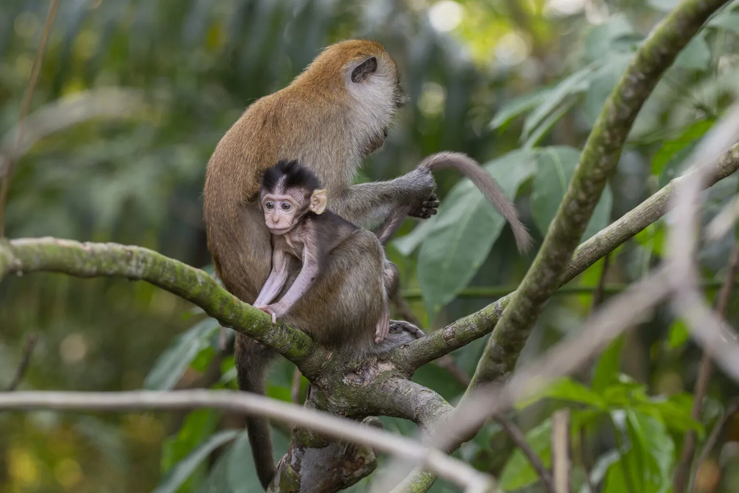 Jaava makaagid (Macaca fascicularis).