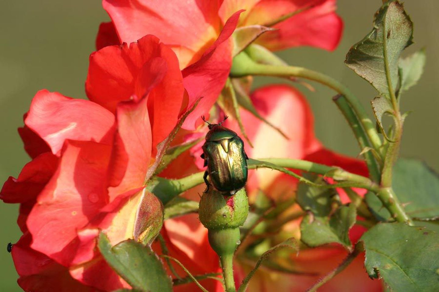 Suure-Kapsta iluaia peremehe Gustav Sinivälja jutu järgi on maipõrnikas sel suvel tema rooside suurim nuhtlus.