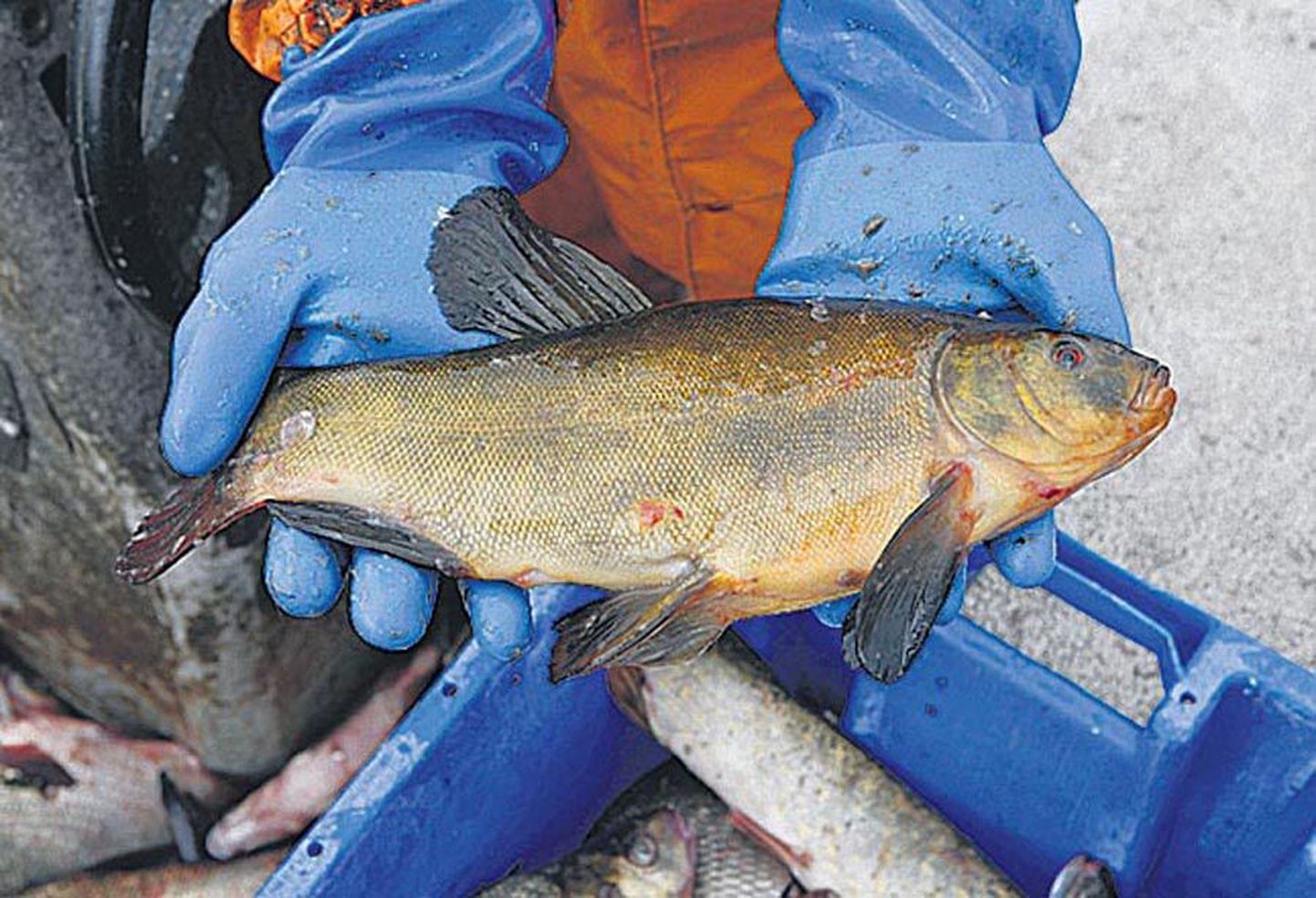 Kalapüüginõuete rikkujaid tabati esimesel poolaastal üle poolesaja.