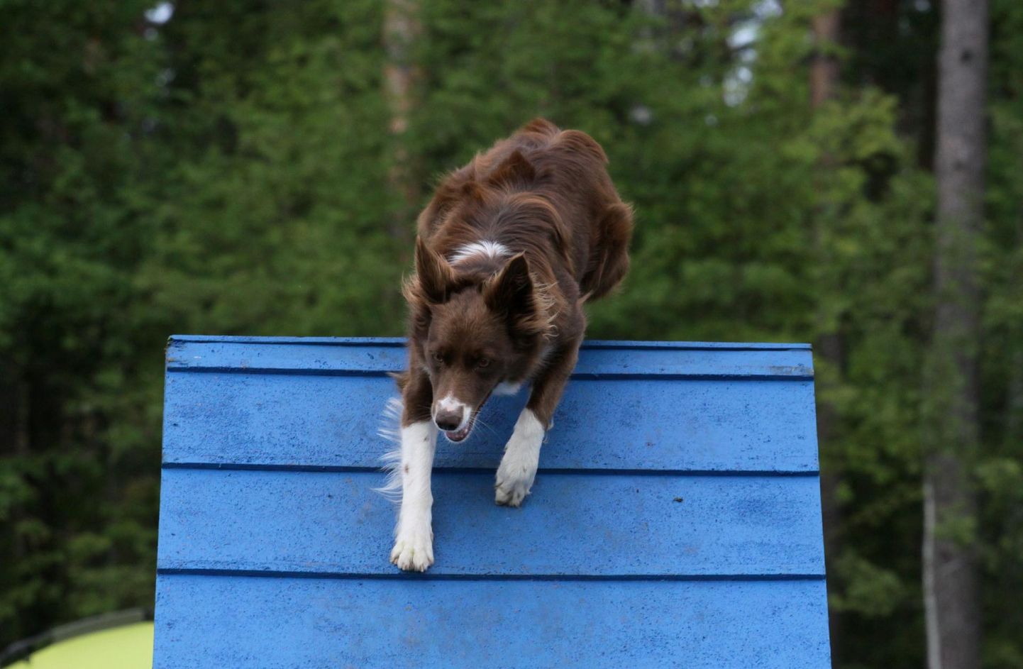 Koerte treeningu- ja mänguväljakut on Pärnu koeraomanikud oodanud kaua.