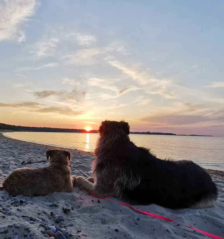 Käsikäes loojangut nautimas. Fotokonkursi võidufoto.