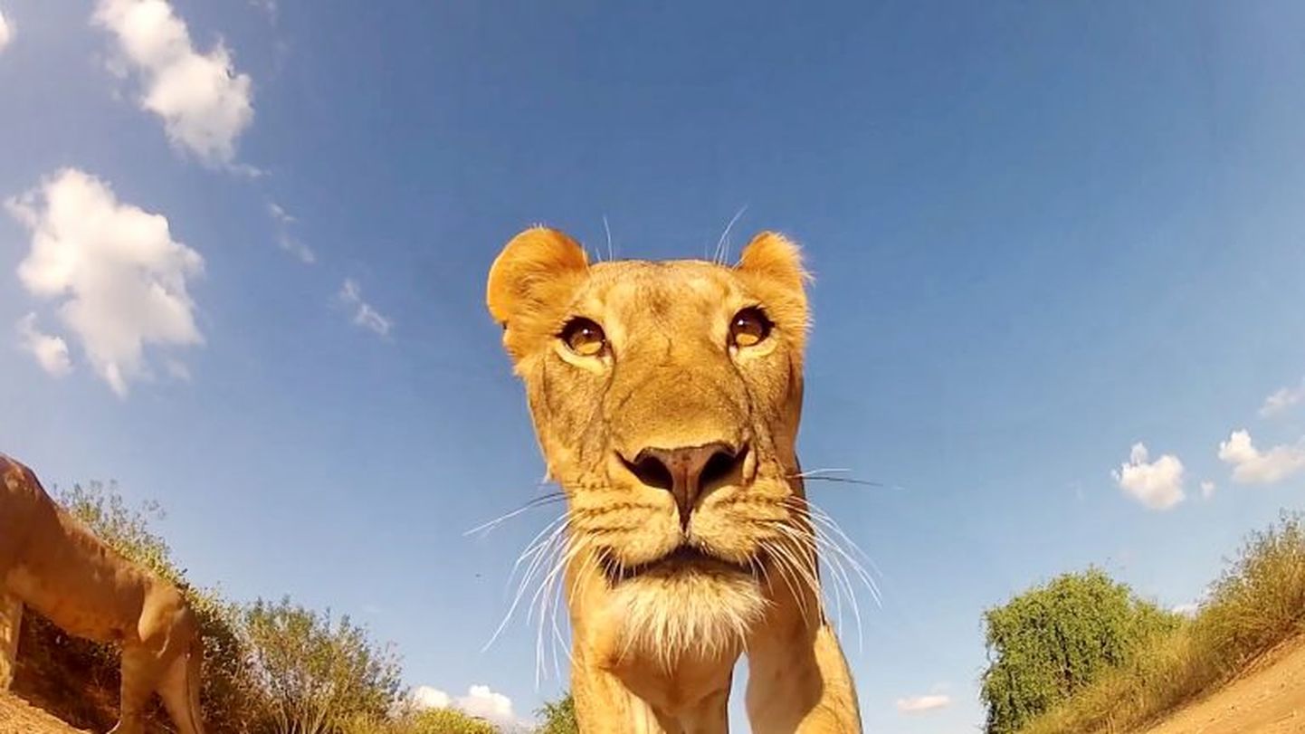 Fotograaf on teiste hulgas jäädvustanud ka lõvisid.