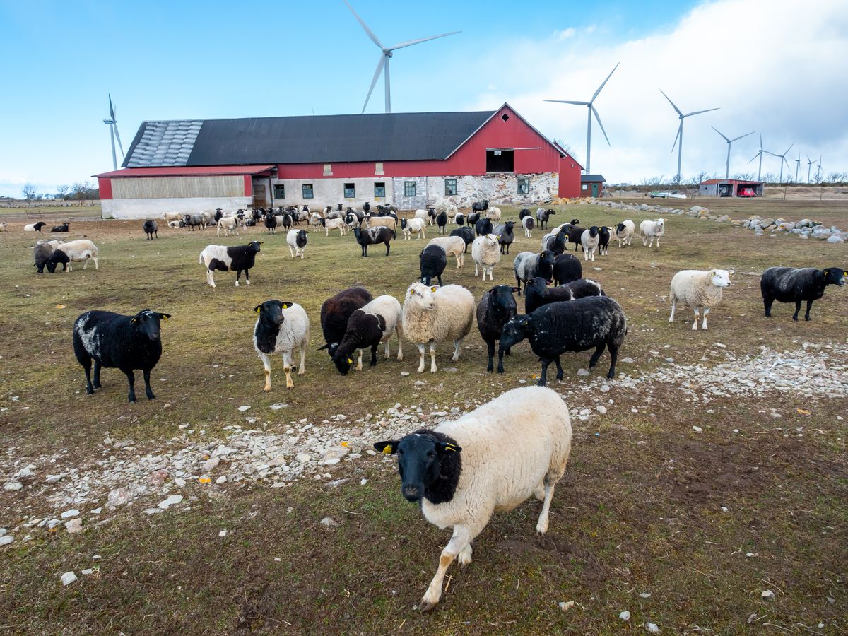 LAMBAD JA KOTKAD: Gotlandil on hinnas lambakasvatus, kuid saarel on ka palju kotkaid, kes omakorda tallesid kimbutavad.