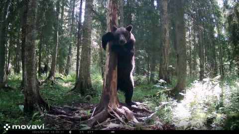 Emakaru kolme pojaga tabati Järvamaal kaamera abil