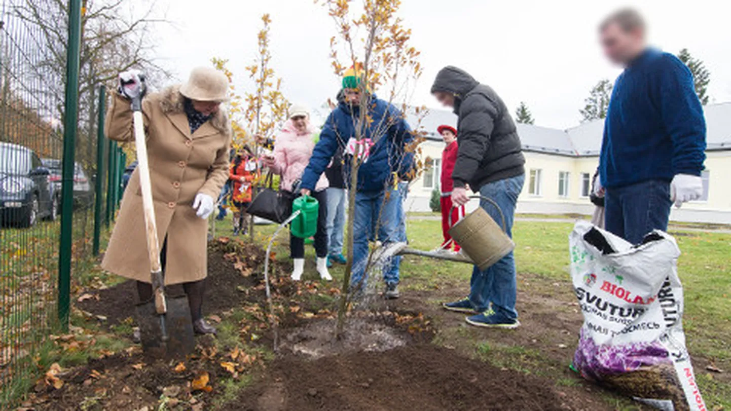 Sillamäe narkorehabilitatsioonikeskuse külalised, teiste seas Sillamäe aselinnapea Eevi Paasmäe, aitasid eile mulda panna üheksa tammeistikut. Sellega astuti esimene samm tervendava aia loomisel.