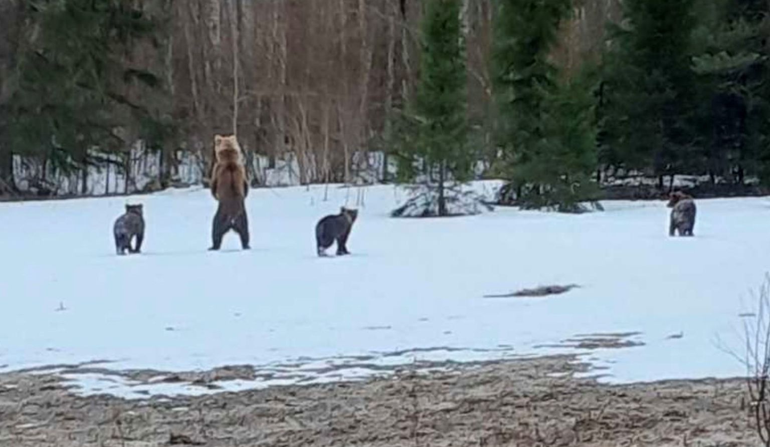 Медвежья семья частенько заглядывает в Куремяэ.