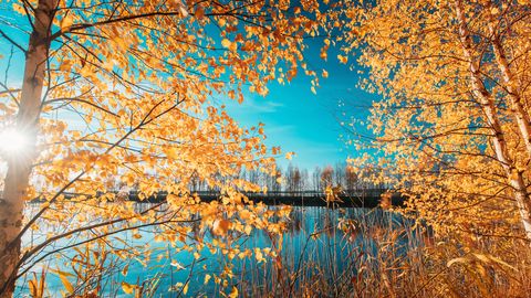 PÄEVAHOROSKOOP ⟩ 11. november: Jäärad peavad enese eest seisma, Ambur on enesekindel ega satu segadusse