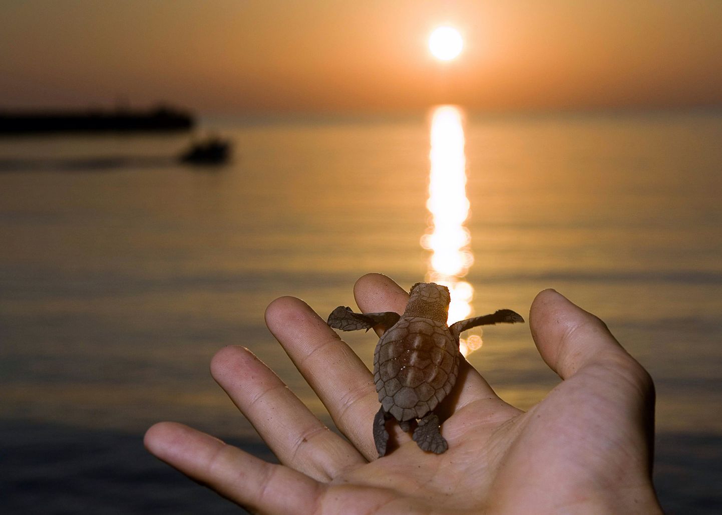 Jaapani teadlased uurisid kilpkonnade evolutsiooni ja kilpide tekkimist