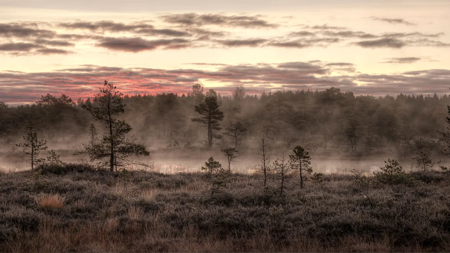 Hommik Mukri rabas. Kolmas koht rahvusvahelisel loodusfotovõistlusel «Wiki Loves Earth»