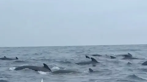 VAATA VIDEOT ⟩ Üle Atlandi sõudvat meest saatis tuhat vaala