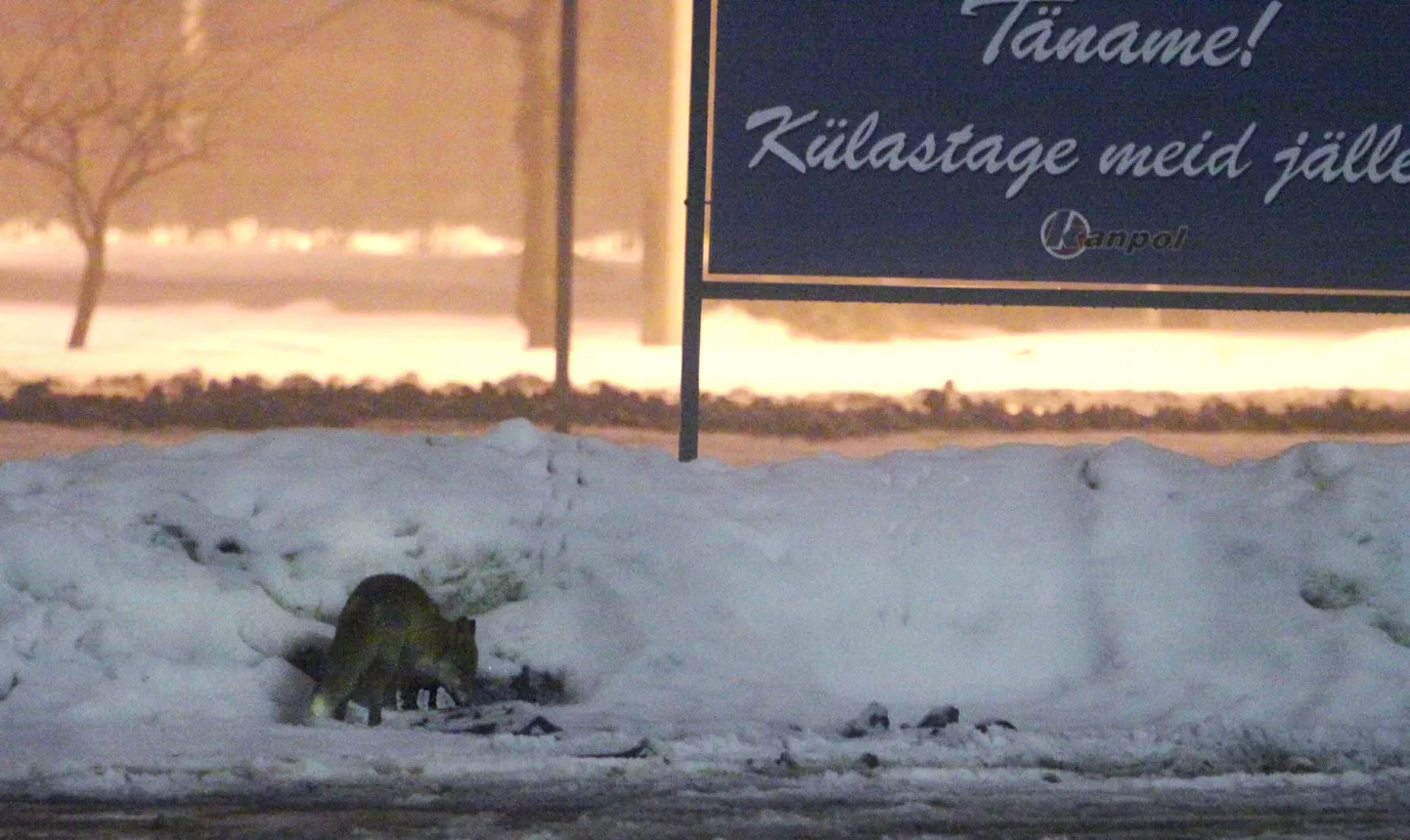 Pildil on selle aasta alguses Pärnus ringi jalutanud rebane.