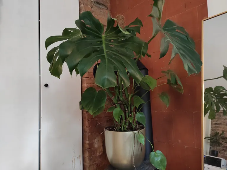 Madise ahjumonstera. Teist monsterat hoiab ta teleka taga, kuna miskipärast talle tohutult meeldib seal kasvada.