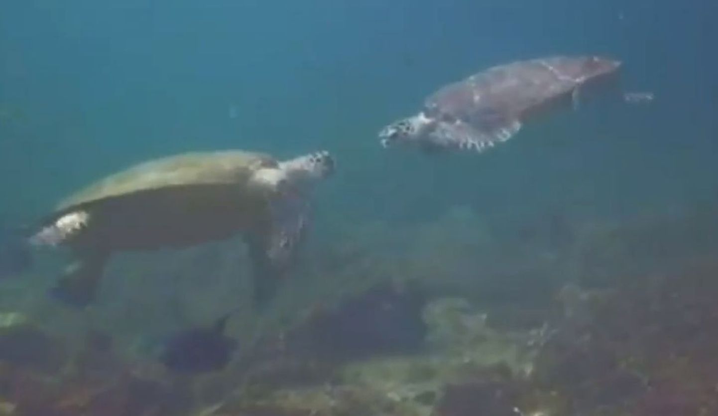 Video: kilpkonnade «viska viis» tervitus