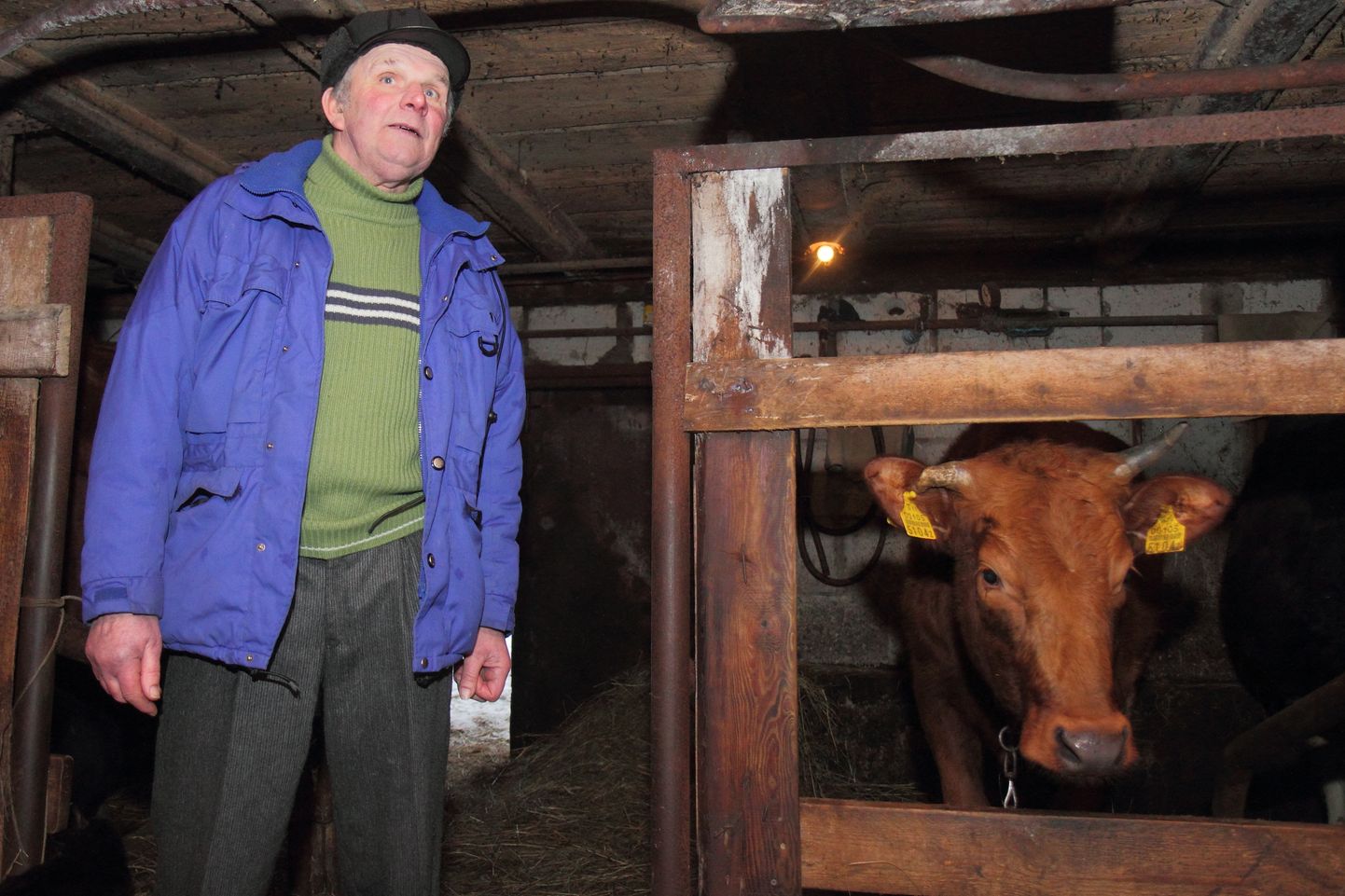 KULDSED AJAD: Lello talu peremees Mati Maripuu on esimene Saaremaa väiketootja, kelle lehmad lüpsavad  üle 9000 kilo.
EGON LIGI