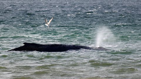 KAS ÕNNESTUB? ⟩ hiidekskavaator asus vabastama Saksamaal randa kinni jäänud küürvaala