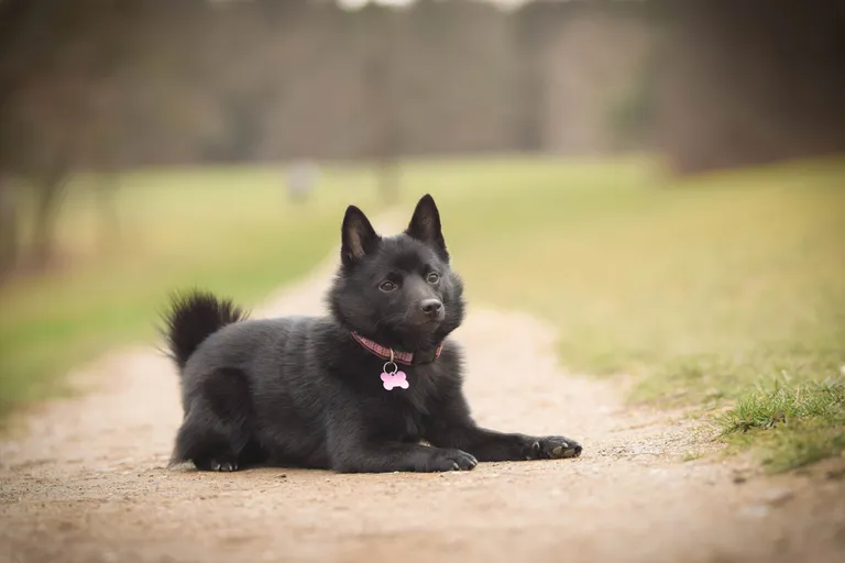 Schipperke.