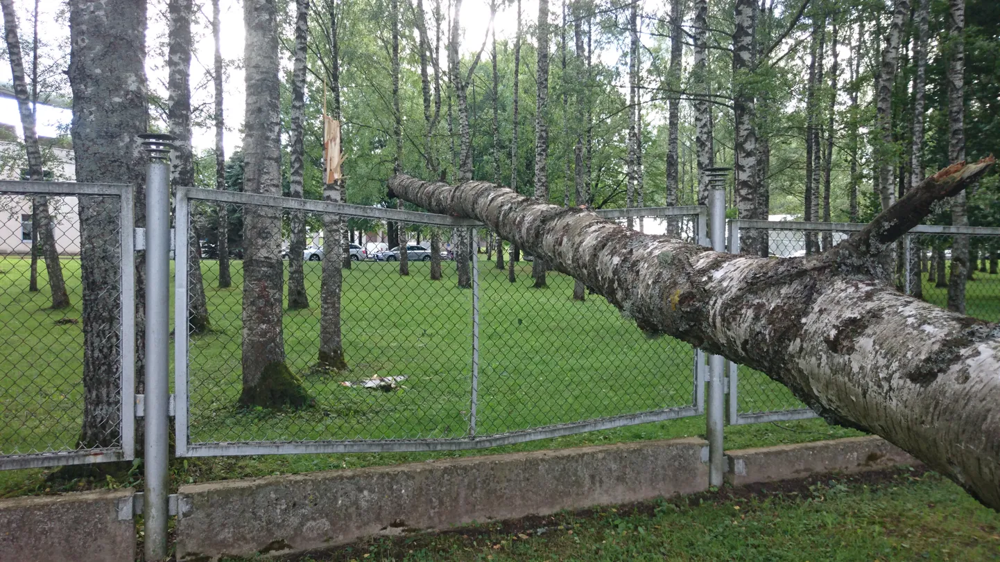Aed, millele puu raginal langes, pidas siiski löögile vapralt vastu.