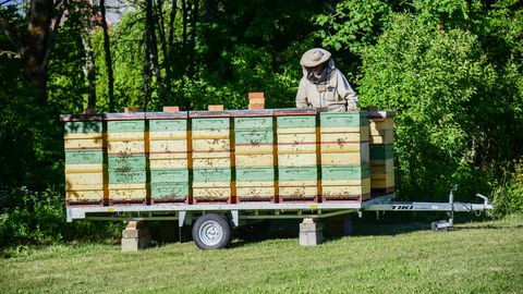 MEEPÄEVAD ⟩ Pärnumaal saab tutvuda mesinike töö ja põneva apiteraapiaga