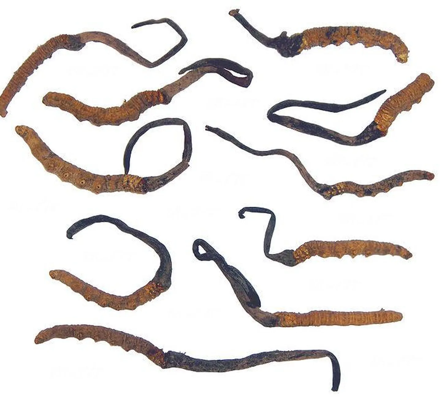 Ophiocordyceps sinensis sümbioos