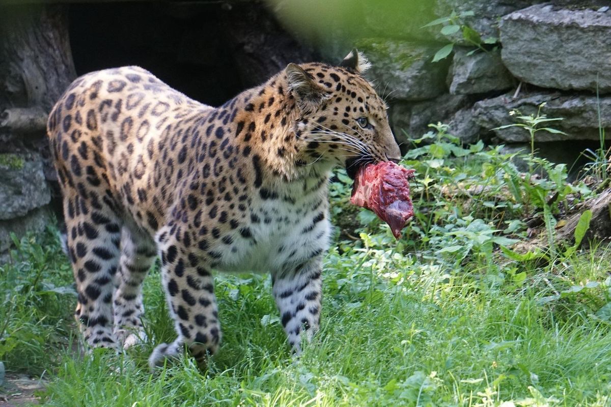 Amuuri leopard Alexei söögiks saadud käntsakaga.