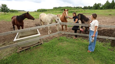 Rescued Animals Find a Home at Estonia's Lepiku Farm