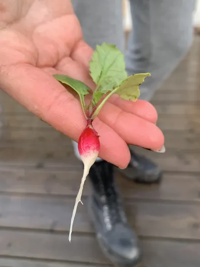 Artikli foto