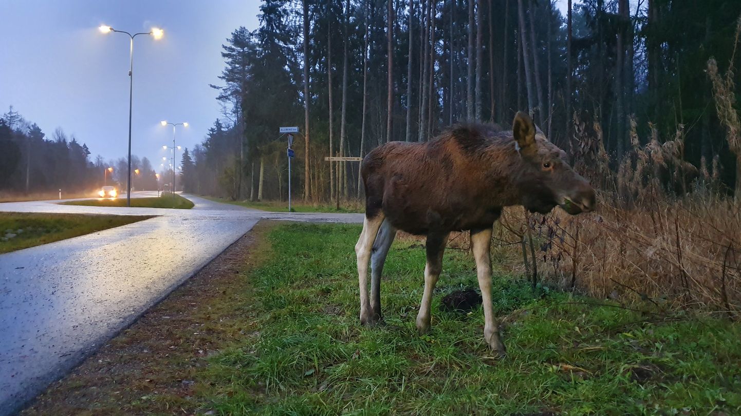 Loodusfestivali ainulaadse linnalooduse fotokonkursi «Metsik linn» võitis sel aastal Märt Puust tööga «Kohanemine».