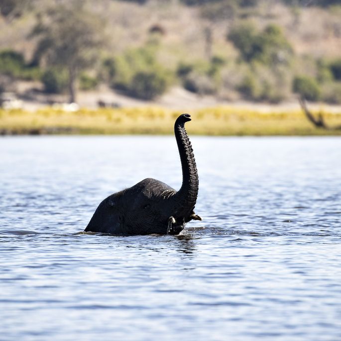 Humoorikad Fotod Kas Loch Nessi Koletis On Toepoolest Botswanasse Kolinud Loomariik Lemmik