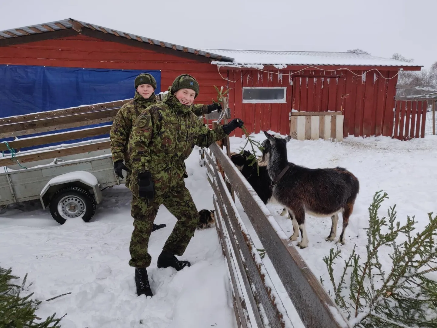Savi talu kitsed maiustasid Tapa linnakut kaunistanud jõulukuuskedega.
