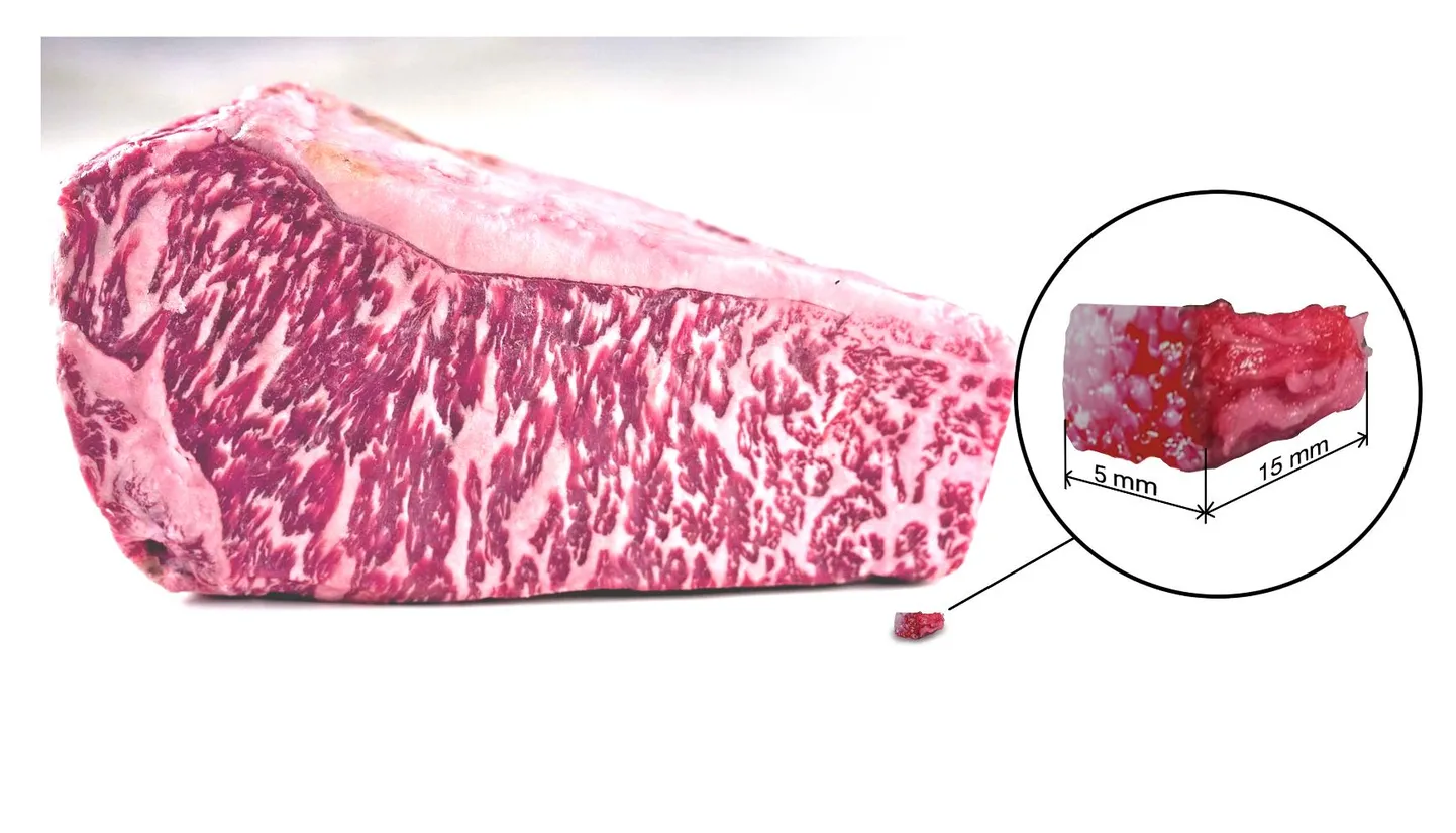 Just nii suure wagyu «lihakäntsaka» (esiplaanil) bioprintisid Osaka ülikooli insenerid tüvirakkudest kasvatatud koerakkudest. Taustal veisest eraldatud lihatükk.