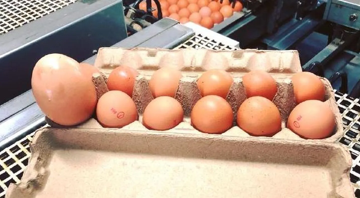Suur muna ja tavalise suurusega munad