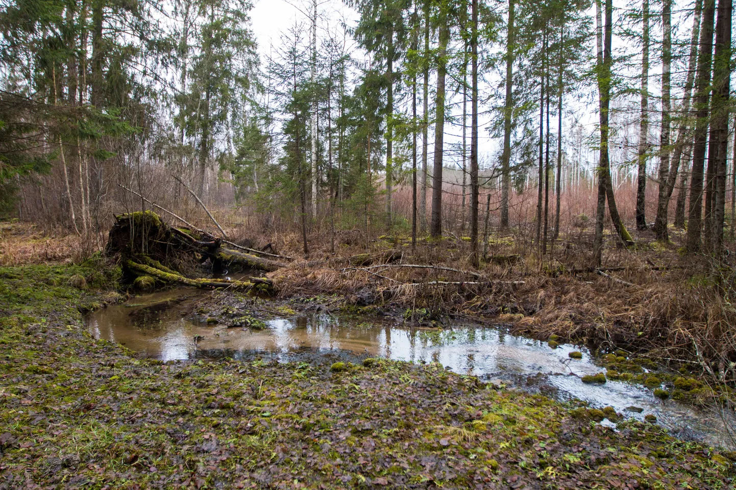 Arne Nielsen on kindel, et plaanitava karjääri naaberkinnistutel asuva metsa niiskusrežiim saab rikutud ja allikas kuivab, rääkimata tekkivast tolmust.
