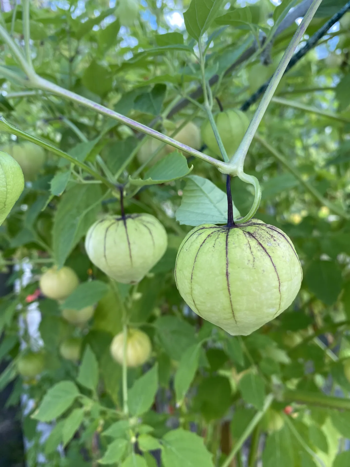 Tomatillost saab valmistada hõrgu salsa verde.