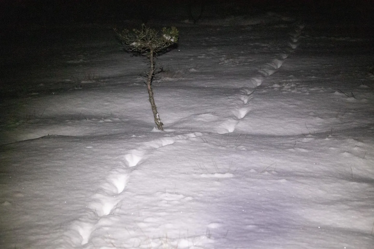 Huntide küttimine on enamasti võimalik lumega talvel, kui looma jäljed on näha.