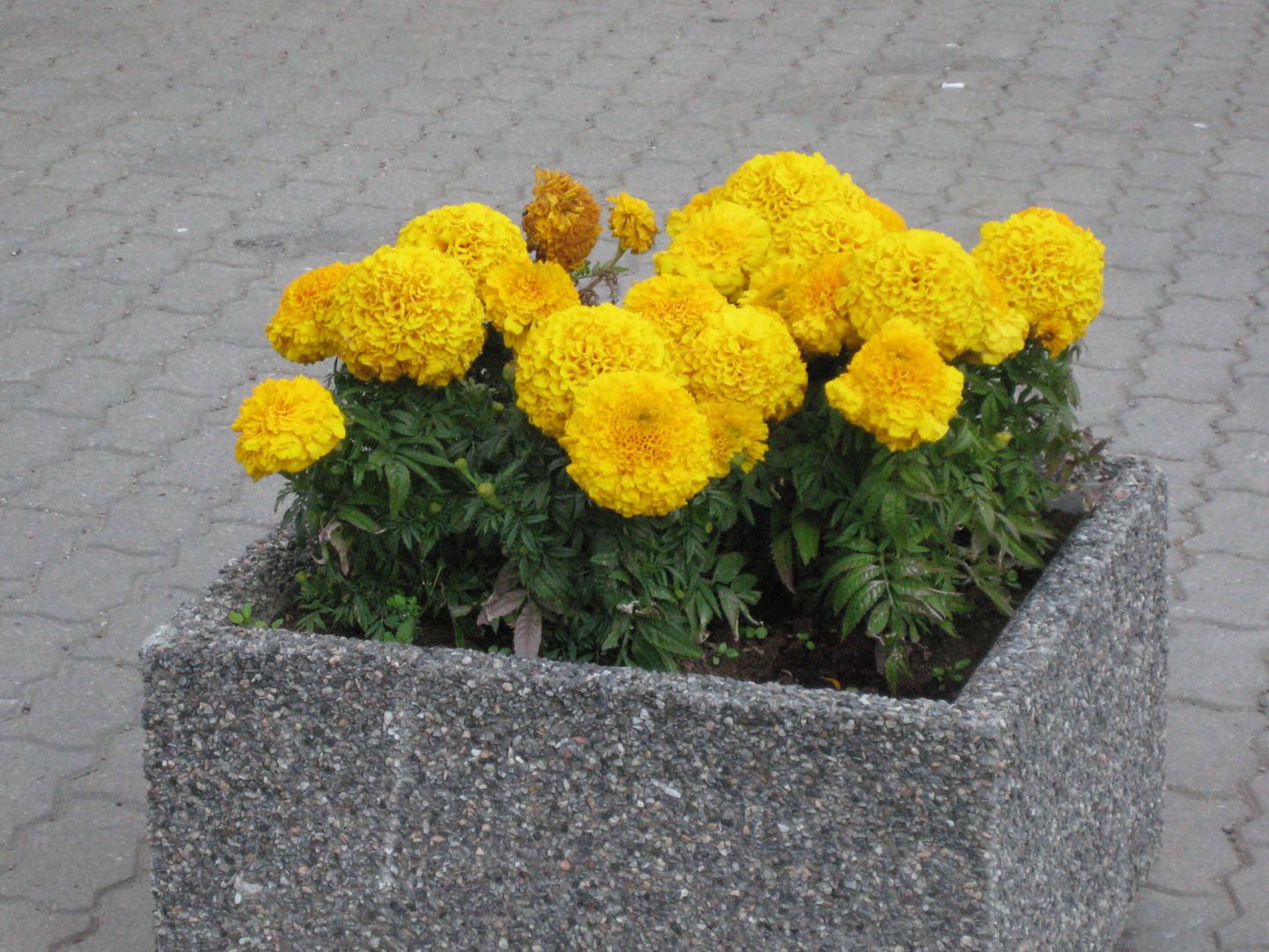 Городские цветы в Таллинне.
