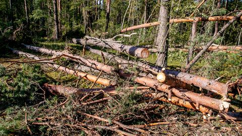 Metsaomanikel avanes võimalus toetust taotleda