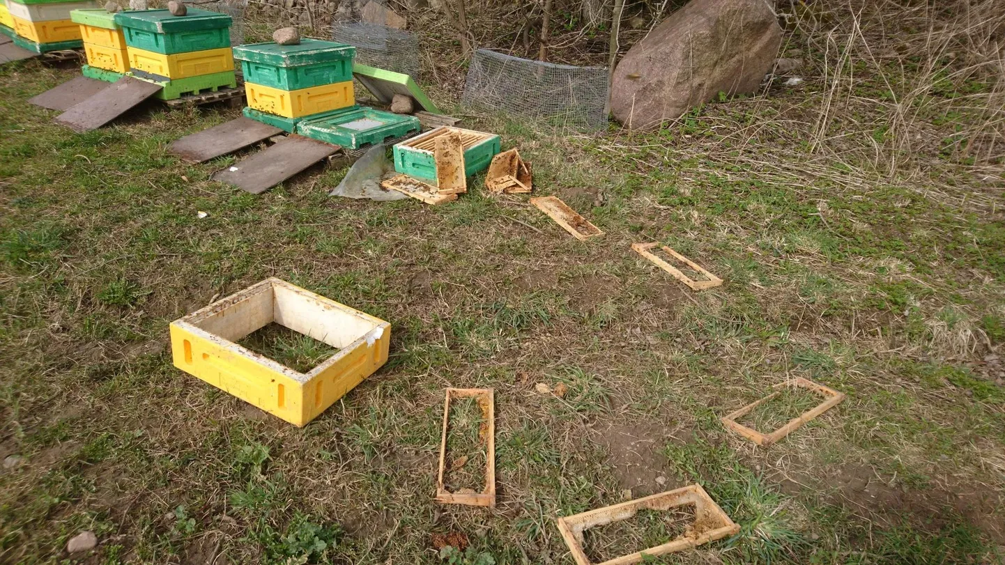 Pärast karu «õppetööd» jäid Olustvere teenindus- ja maamajanduskooli mesitarust järele vaid pilpad.