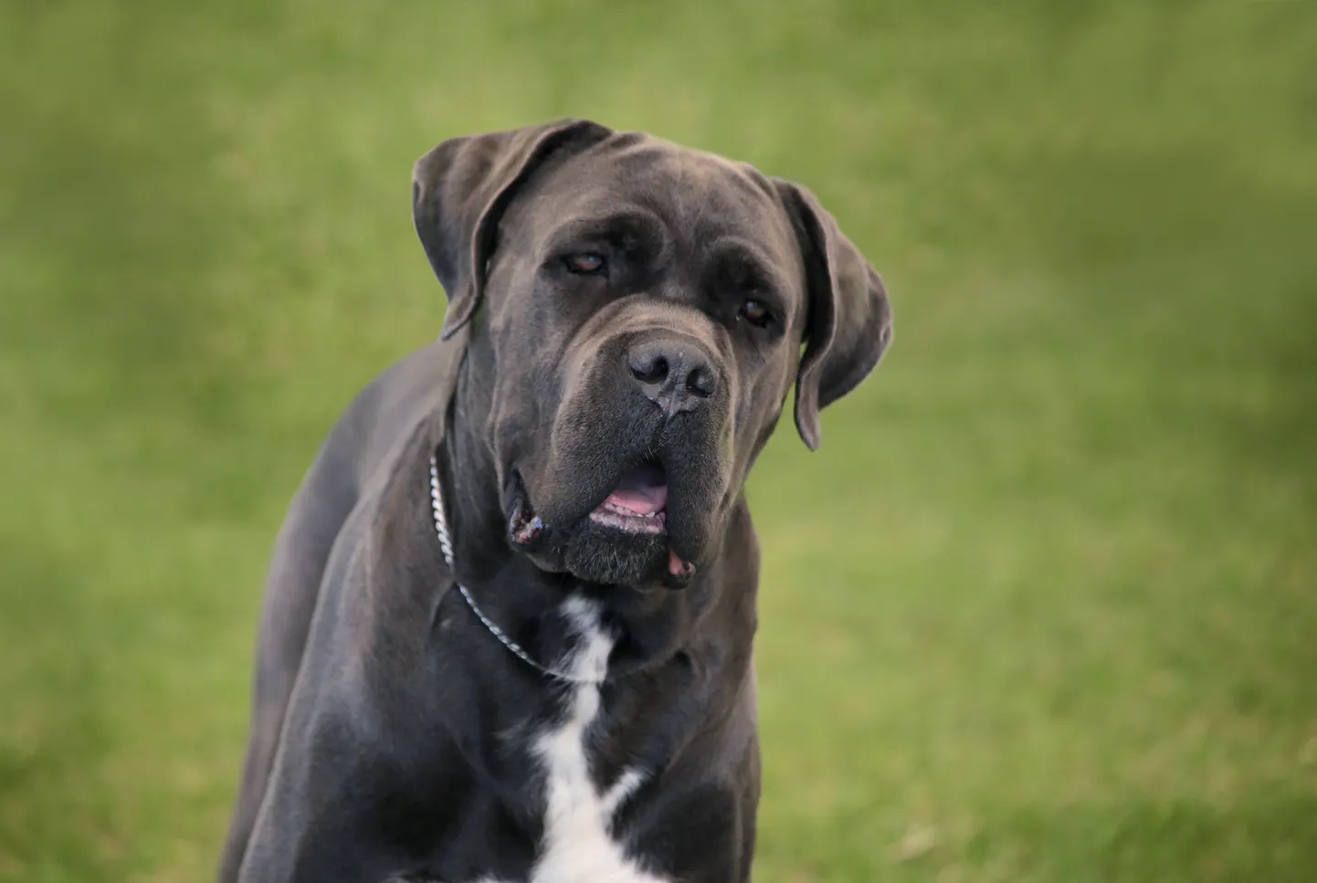Cane corso. Pilt on illustreeriv.