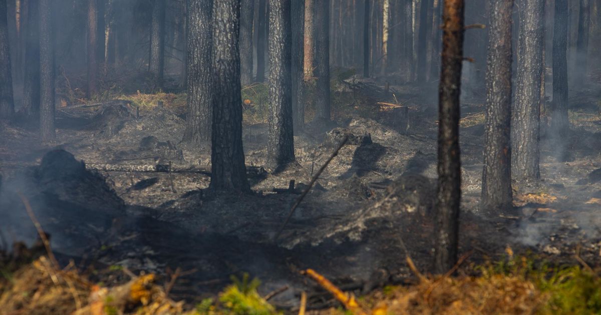 Põhja-Pärnumaa metsas põles turvas
