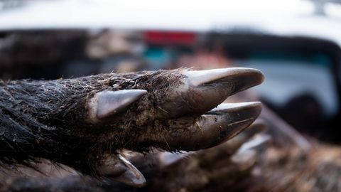 Finland confirms first African swine fever cases in wild boar
