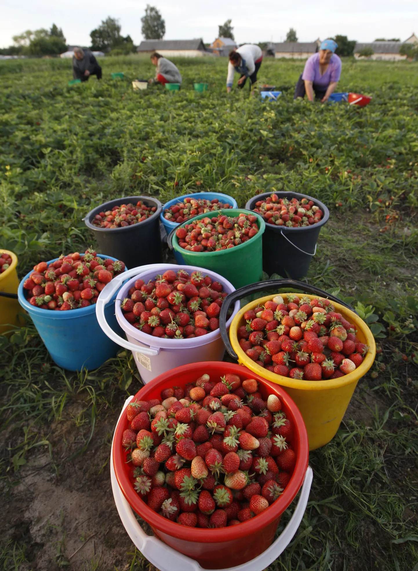 Soomes öeldi poisile maasikakorjaja töö ära: tüdrukud korjavad kiiremini
