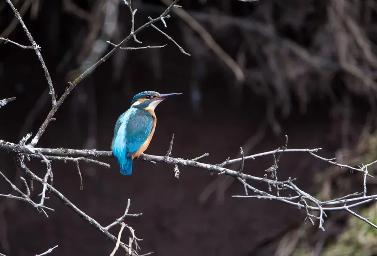 Hindreku talu on eriline paik, kus võib näha jäälindu ja katusel on istunud ka ilves. Kuigi jäälind on väga erksavärviline, ei ole teda lihtne leida ja vaadelda. Ta on pisike ja ettevaatlik lind, kes enamasti põgeneb juba kaugelt inimest nähes. Rahvasuu räägib, et kel õnnestub jäälindu näha, seda ootab õnn.