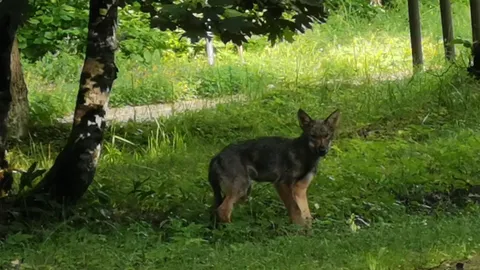 В эстонскую деревню забрел волчонок и даже поиграл на глазах у местного натуралиста с деревенскими собаками